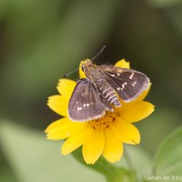 Taractrocera maevius  Fabricius, 1793